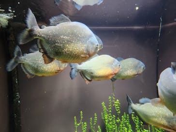 世界淡水魚園水族館　アクア・トトぎふに投稿された画像（2025/9/6）