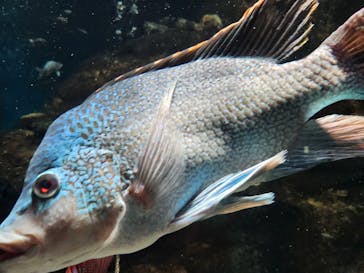 世界淡水魚園水族館　アクア・トトぎふに投稿された画像（2025/9/6）