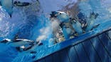 サンシャイン水族館に投稿された画像（2025/9/6）