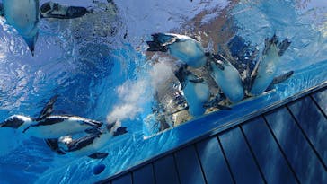 サンシャイン水族館に投稿された画像（2025/9/6）