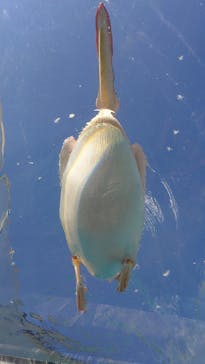 サンシャイン水族館に投稿された画像（2025/9/6）