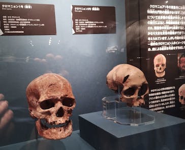 特別展「氷河期展 〜人類が見た4万年前の世界〜」（国立科学博物館）に投稿された画像（2025/9/6）