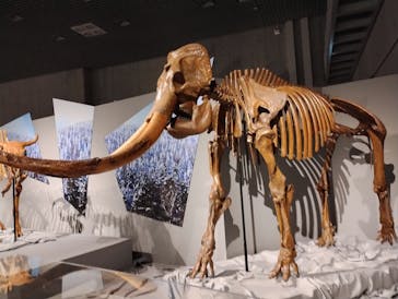 特別展「氷河期展 〜人類が見た4万年前の世界〜」（国立科学博物館）に投稿された画像（2025/9/6）