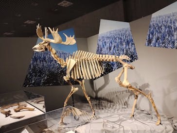 特別展「氷河期展 〜人類が見た4万年前の世界〜」（国立科学博物館）に投稿された画像（2025/9/6）
