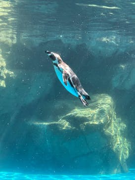 アクアワールド茨城県大洗水族館に投稿された画像（2025/9/6）