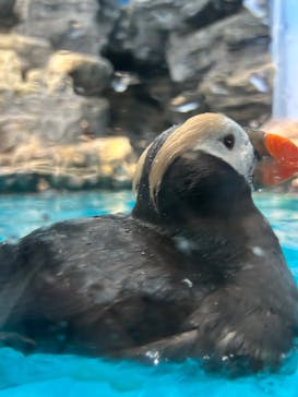 アクアワールド茨城県大洗水族館に投稿された画像（2025/9/6）