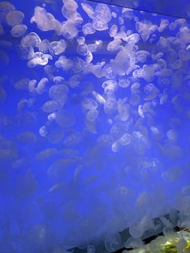 アクアワールド茨城県大洗水族館に投稿された画像（2025/9/6）