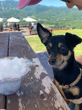 ひるがのピクニックガーデンに投稿された画像（2025/9/6）