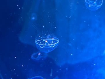 名古屋港水族館に投稿された画像（2025/9/6）