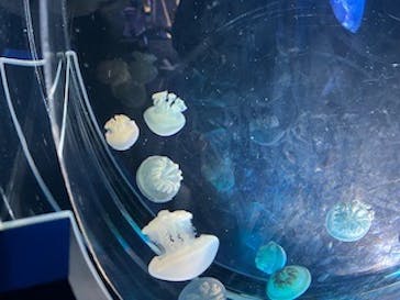 名古屋港水族館に投稿された画像（2025/9/6）