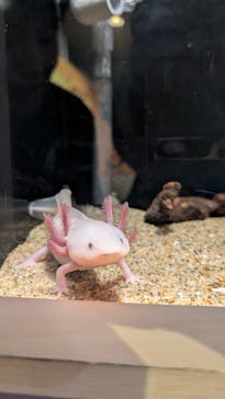 しながわ水族館に投稿された画像（2025/9/6）