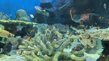 しながわ水族館に投稿された画像（2025/9/6）