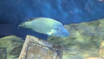 しながわ水族館に投稿された画像（2025/9/6）