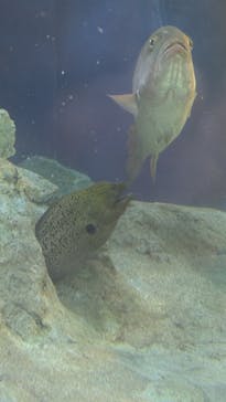 しながわ水族館に投稿された画像（2025/9/6）