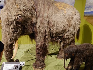 特別展「氷河期展 〜人類が見た4万年前の世界〜」（国立科学博物館）に投稿された画像（2025/9/6）