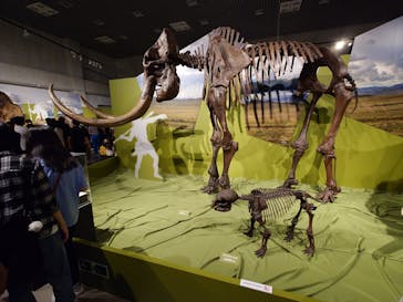 特別展「氷河期展 〜人類が見た4万年前の世界〜」（国立科学博物館）に投稿された画像（2025/9/6）