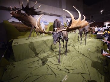 特別展「氷河期展 〜人類が見た4万年前の世界〜」（国立科学博物館）に投稿された画像（2025/9/6）