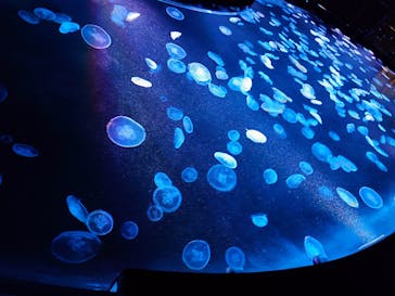 すみだ水族館に投稿された画像（2025/9/6）