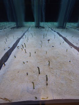 すみだ水族館に投稿された画像（2025/9/6）