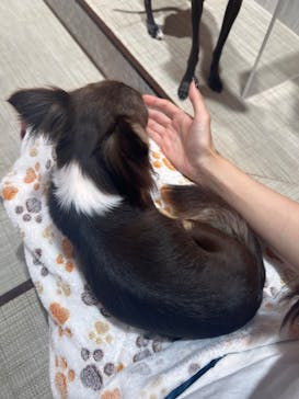 いぬカフェRio 池袋店に投稿された画像（2025/9/6）