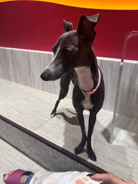 いぬカフェRio 池袋店に投稿された画像（2025/9/6）