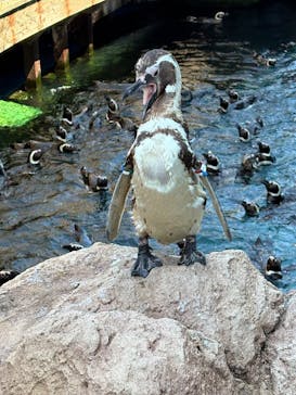 上越市立水族博物館 うみがたりに投稿された画像（2025/9/6）