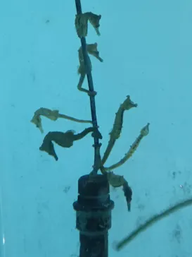 仙台うみの杜水族館に投稿された画像（2025/9/6）