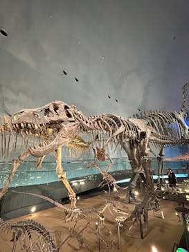 福井県立恐竜博物館に投稿された画像（2025/9/6）
