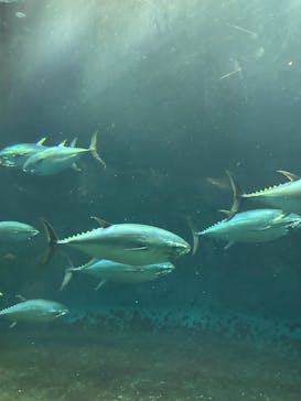 葛西臨海水族園に投稿された画像（2025/9/6）