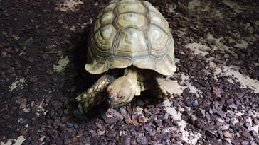 体感型動物園iZooに投稿された画像（2025/9/6）