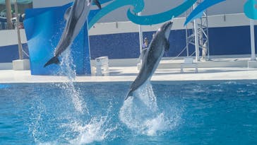 鴨川シーワールドに投稿された画像（2025/9/6）