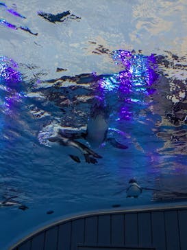 サンシャイン水族館に投稿された画像（2025/9/6）