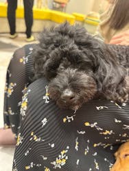 いぬカフェRio ゆめタウン佐賀店に投稿された画像（2025/9/6）