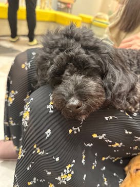 いぬカフェRio ゆめタウン佐賀店に投稿された画像（2025/9/6）