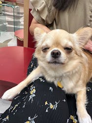 いぬカフェRio ゆめタウン佐賀店に投稿された画像（2025/9/6）