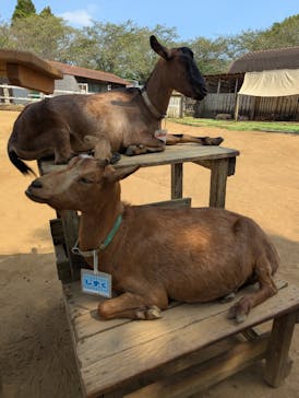 成田ゆめ牧場に投稿された画像（2025/9/6）