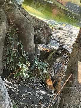 恩賜上野動物園に投稿された画像（2025/9/6）