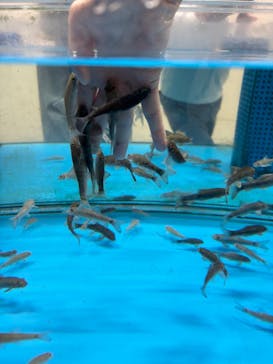 越前松島水族館に投稿された画像（2025/9/6）