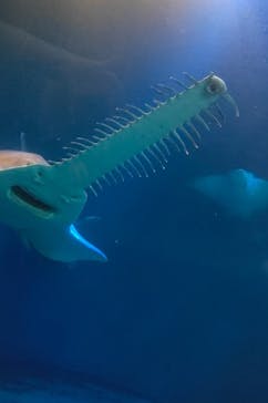 マクセル アクアパーク品川に投稿された画像（2025/9/6）