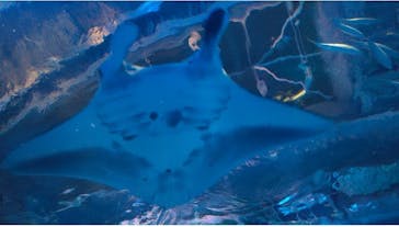 マクセル アクアパーク品川に投稿された画像（2025/9/6）