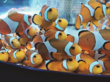 鴨川シーワールドに投稿された画像（2025/9/6）