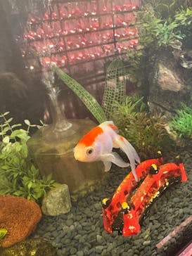 NARA IKIMONO MUSEUMに投稿された画像（2025/9/6）