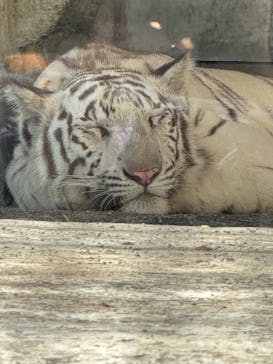 東武動物公園に投稿された画像（2025/9/6）