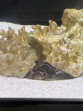 アクアワールド茨城県大洗水族館に投稿された画像（2025/9/6）