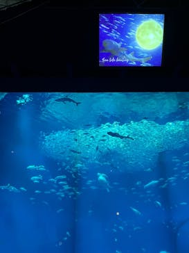 アクアワールド茨城県大洗水族館に投稿された画像（2025/9/6）