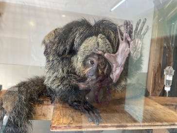 伊豆シャボテン動物公園に投稿された画像（2025/9/6）