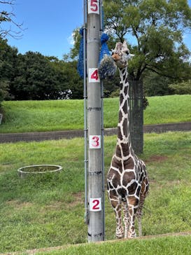 千葉市動物公園に投稿された画像（2025/9/6）