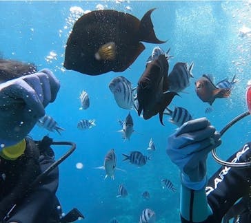 武藤潜水に投稿された画像（2025/9/7）