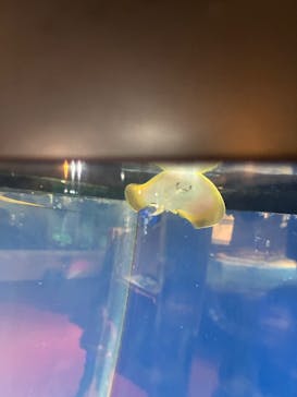 あわしまマリンパークに投稿された画像（2025/9/7）