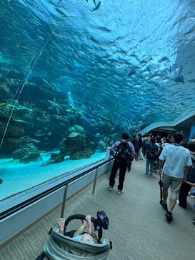 名古屋港水族館に投稿された画像（2025/9/7）